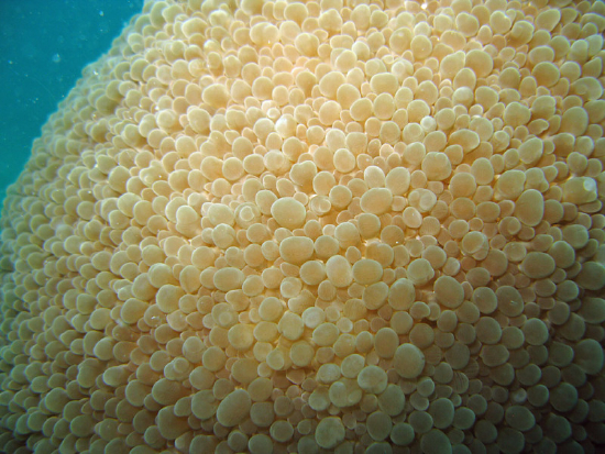  Physogyra lichtensteini (Octopus Coral, Pearl Coral, Grape Coral)